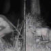 Las sorprendentes imágenes de un extraterrestre en un patio