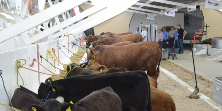 Busca Secretaría de Agricultura estatal contar con inventario actualizado de ganado en Sonora