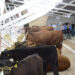 Busca Secretaría de Agricultura estatal contar con inventario actualizado de ganado en Sonora