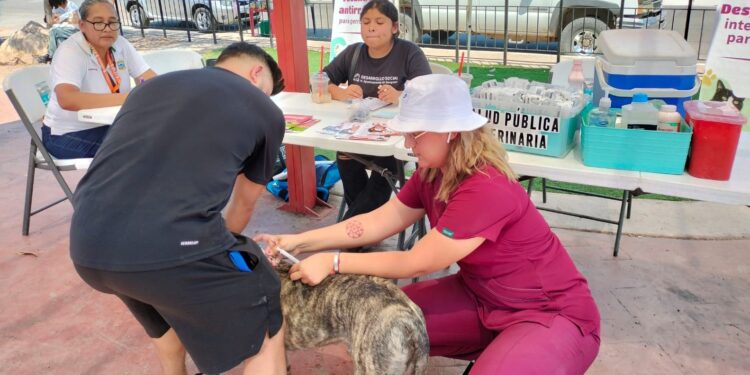 Realizan jornada de desparasitación y vacunación antirrábica en Guaymas Norte