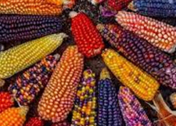 Exige Congreso de EU establecer disputa inmediata contra México por tema de maíz transgénico