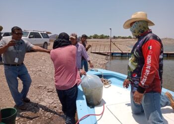 Siembra Gobierno de sonora 800 mil crías de tilapia en la presa El Oviáchic de Cajeme