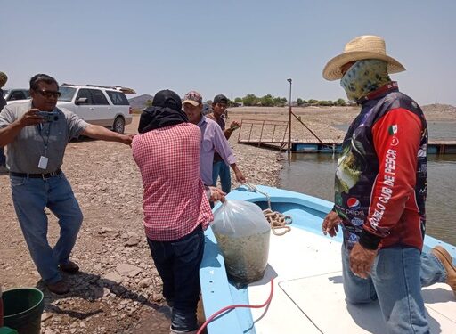 Siembra Gobierno de sonora 800 mil crías de tilapia en la presa El Oviáchic de Cajeme