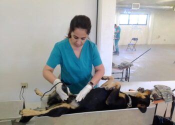 Gobierno de Sonora lleva más de cinco mil acciones en beneficio de perros y gatos de la entidad