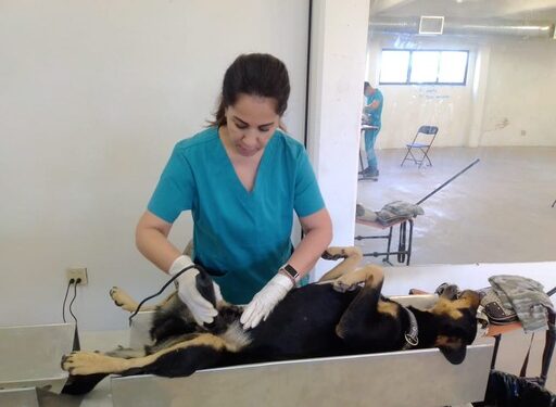Gobierno de Sonora lleva más de cinco mil acciones en beneficio de perros y gatos de la entidad