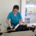 Gobierno de Sonora lleva más de cinco mil acciones en beneficio de perros y gatos de la entidad
