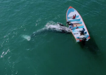 A la baja población de ballena gris; estiman 14 mil 500 ejemplares en 2023