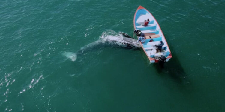 A la baja población de ballena gris; estiman 14 mil 500 ejemplares en 2023