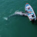A la baja población de ballena gris; estiman 14 mil 500 ejemplares en 2023