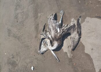 Investigan muerte de aves silvestres en la playa
