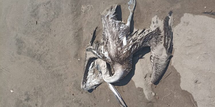 Investigan muerte de aves silvestres en la playa