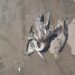 Investigan muerte de aves silvestres en la playa