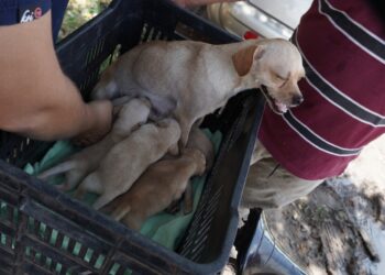 Recomiendan esterilizar a sus mascotas