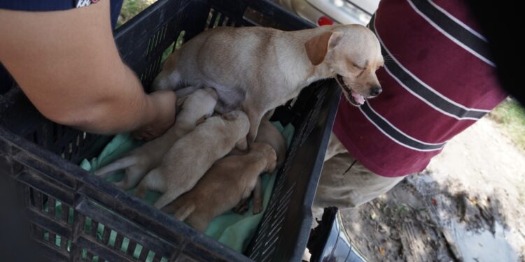 Recomiendan esterilizar a sus mascotas