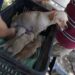 Recomiendan esterilizar a sus mascotas
