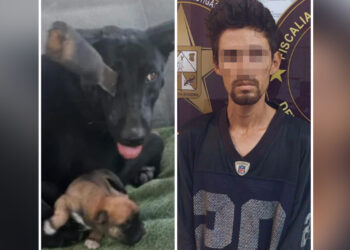 Realiza Fiscalía de Sonora acciones contra la crueldad animal