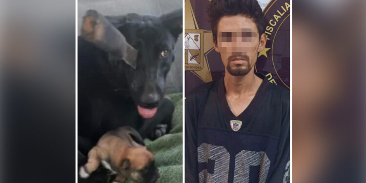 Realiza Fiscalía de Sonora acciones contra la crueldad animal