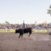 Un gran éxito la segunda fecha del Circuito de Rodeo Tour Sonora 2023 en Banámichi