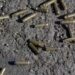 Enfrentamiento en Tacámbaro, Michoacán deja cinco muertos y dos lesionados