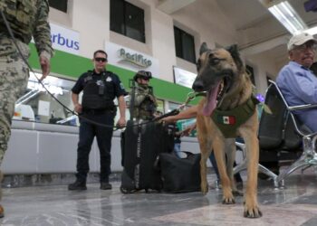 Realizan  SSPM Y MARINA Operativo con binomio canino en la central de autobuses