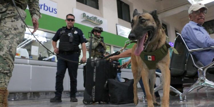 Realizan  SSPM Y MARINA Operativo con binomio canino en la central de autobuses