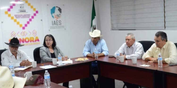 Negativo a influenza aviar H1N5 resultan las Granjas avícolas colindantes al brote en Cajeme