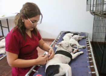 Buena respuesta obtiene jornada de esterilización canina y felina
