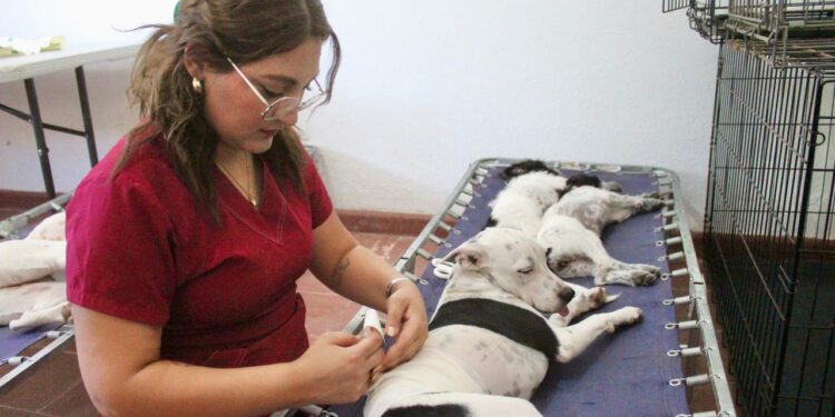 Buena respuesta obtiene jornada de esterilización canina y felina