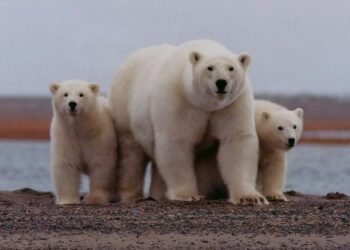 Por crisis climática, los osos polares adaptaron su hábitat y régimen alimentario: científicos