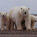 Por crisis climática, los osos polares adaptaron su hábitat y régimen alimentario: científicos