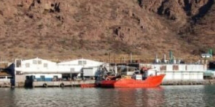 Sardineros continúan con buena pesca en esta temporada