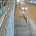 Le detona Explosivo A extorsionador en las manos en Guayaquil