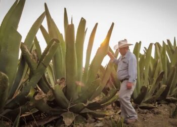 Invierte Saderh 9 mdp para reforestar maguey en Hidalgo