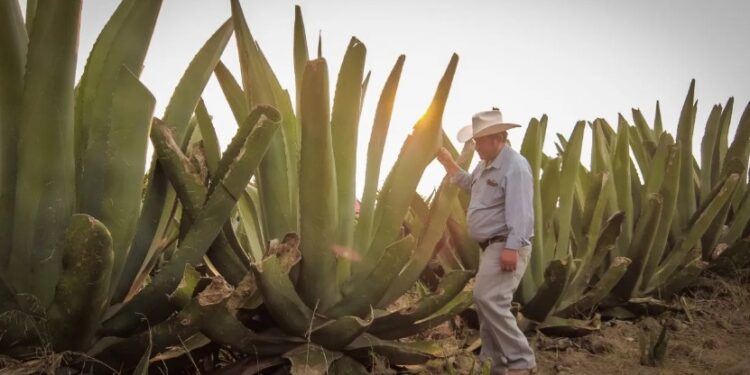 Invierte Saderh 9 mdp para reforestar maguey en Hidalgo