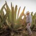 Invierte Saderh 9 mdp para reforestar maguey en Hidalgo