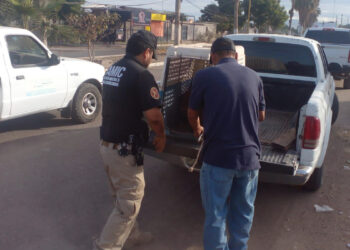 Rescatan a perrita por maltrato o crueldad animal