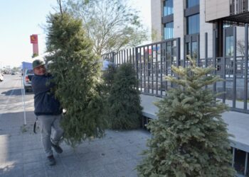 Llama Gobierno Municipal a aprovechar los centros de acopio de pinos navideños