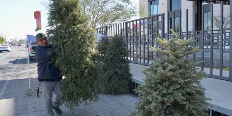 Llama Gobierno Municipal a aprovechar los centros de acopio de pinos navideños