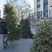 Llama Gobierno Municipal a aprovechar los centros de acopio de pinos navideños