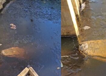 Ola de frío congela a un grupo de cocodrilos en Carolina del Norte