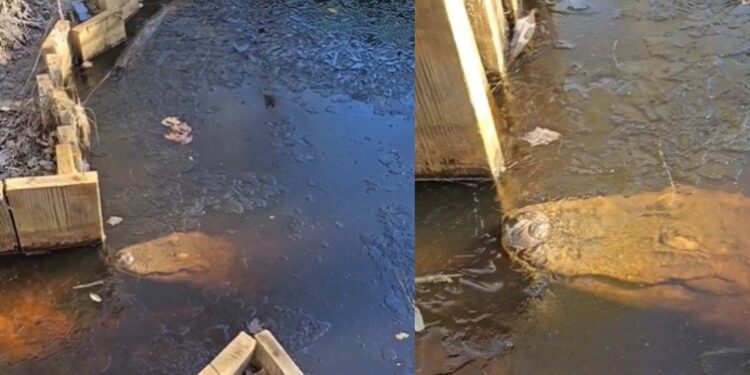 Ola de frío congela a un grupo de cocodrilos en Carolina del Norte