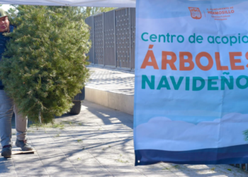 Llaman a aprovechar los centros de acopio de pinos navideños