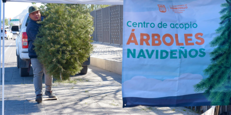 Llaman a aprovechar los centros de acopio de pinos navideños