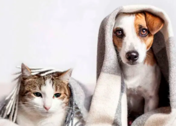 Importante resguardar a mascotas de bajas temperaturas