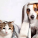 Importante resguardar a mascotas de bajas temperaturas
