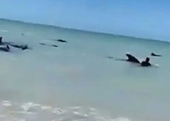 Semar apoya a ballenas varadas en playa de Celestún, Yucatán
