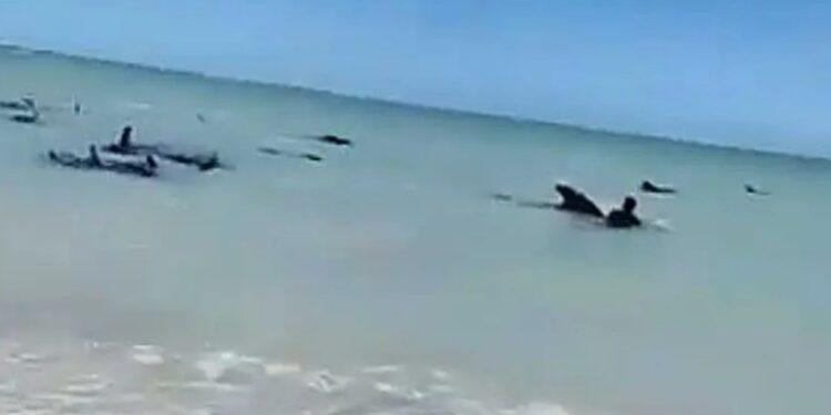 Semar apoya a ballenas varadas en playa de Celestún, Yucatán