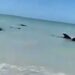 Semar apoya a ballenas varadas en playa de Celestún, Yucatán