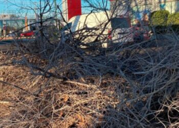El Ayuntamiento repondrá con especies nativas los árboles afectados en camellón del bulevar Rodríguez