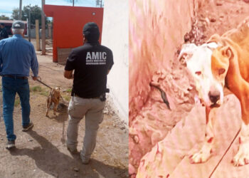 Rescatan agentes AMIC a “Bayron” por maltrato o crueldad animal